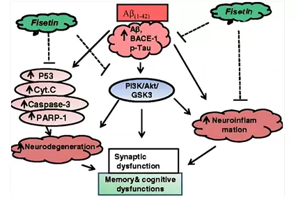 ¿Has oído hablar de tetrahidrocurcumina? Este antioxidante puede ser beneficioso para el cerebro y la memoria