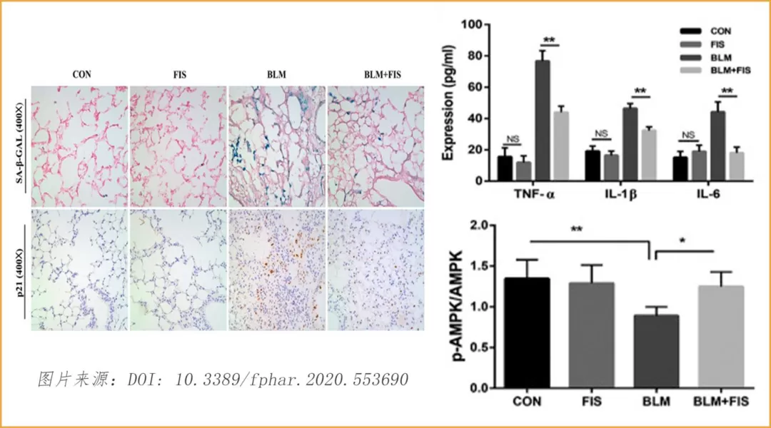 Fisetin: Una estrella en Ascenso en el campo del antienvejecimiento