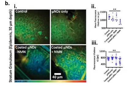 NMN: La tasa de absorción de la piel alcanza el 86.3% en 24 horas