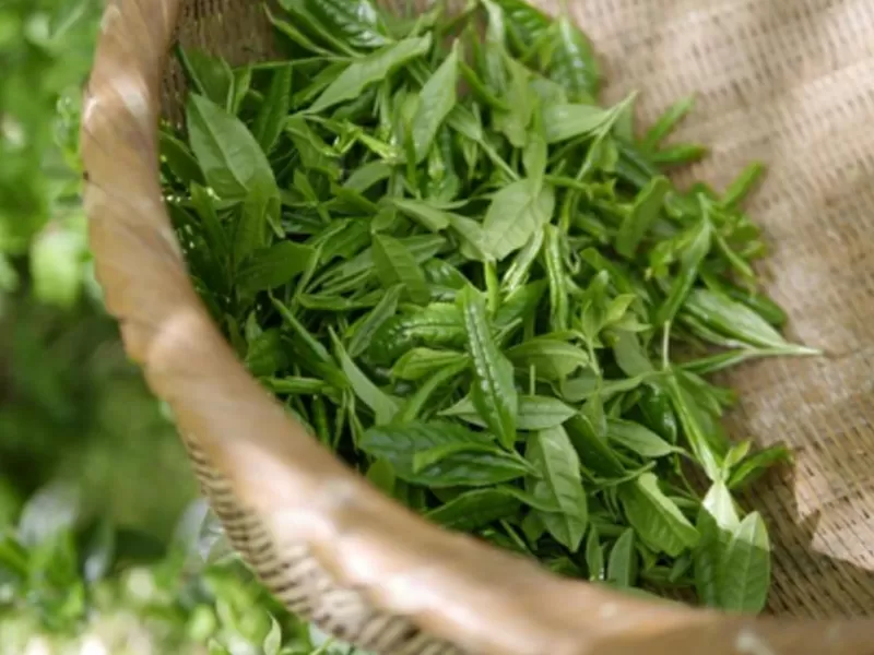 Polifenoles de niacinamida y té verde: mecanismos científicos antienvejecimiento sinérgicos y múltiples beneficios