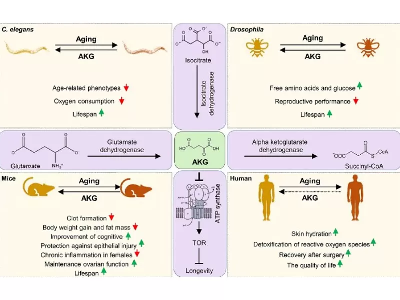 La nueva era del antienvejecimiento: decodificación del adversario del tiempo (Parte 1)