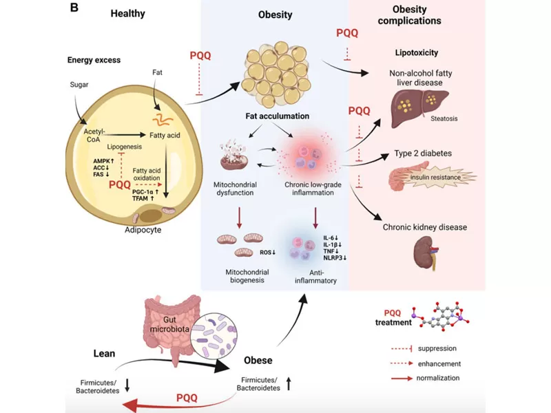 La nueva era del antienvejecimiento: decodificación del adversario del tiempo (Parte 2 PQQ)