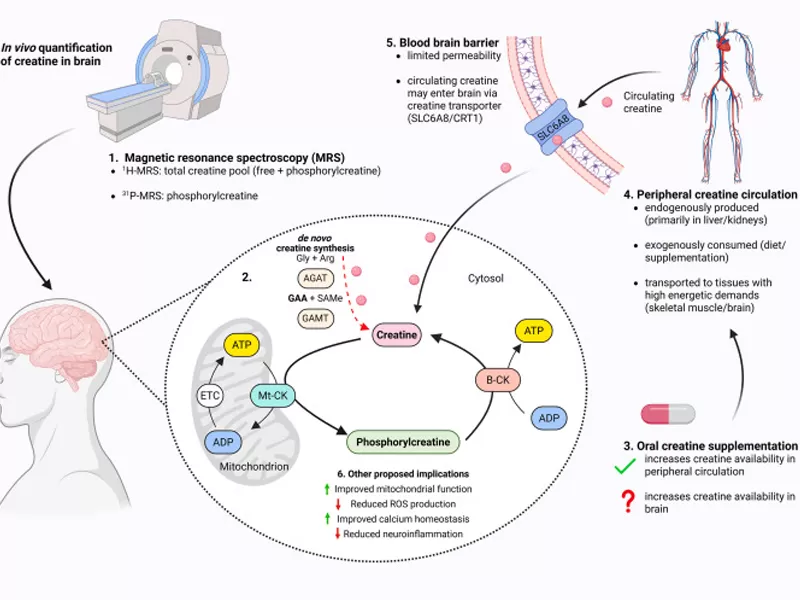 Monohidrato de Creatina: más allá del aumento muscular — el nutriente para la salud cerebral respaldado por la ciencia