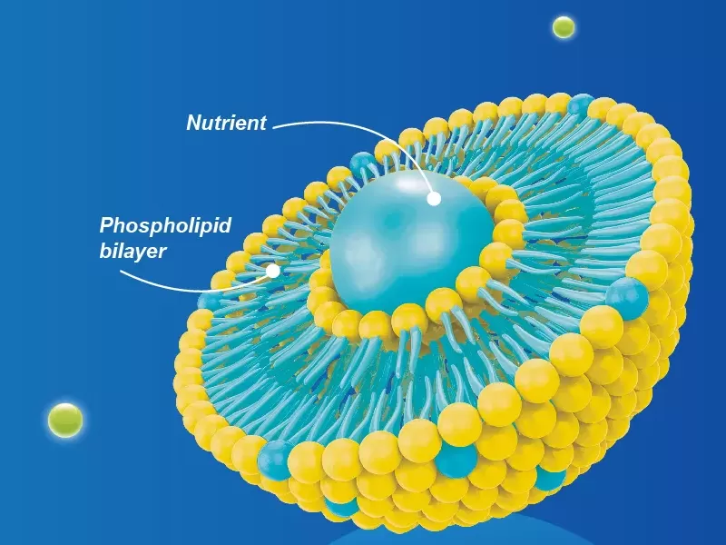 ¿Qué es la encapsulación liposomal? ¿Qué es la encapsulación liposomal?
