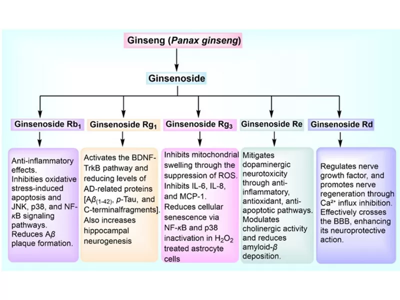 Potentes antioxidantes naturales: curcumina, quercetina, ginsenósido Rg3 y resveratrol