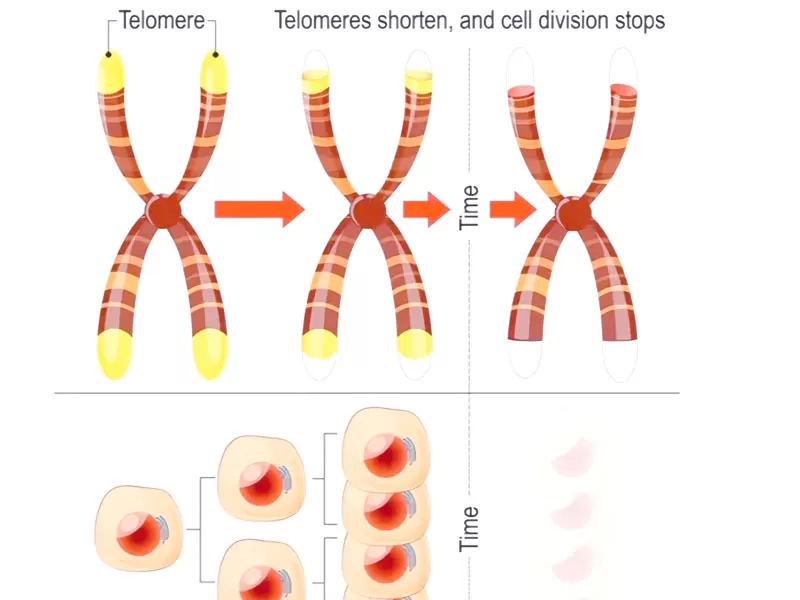 Telomeres: From Countdown to Clock Reversal