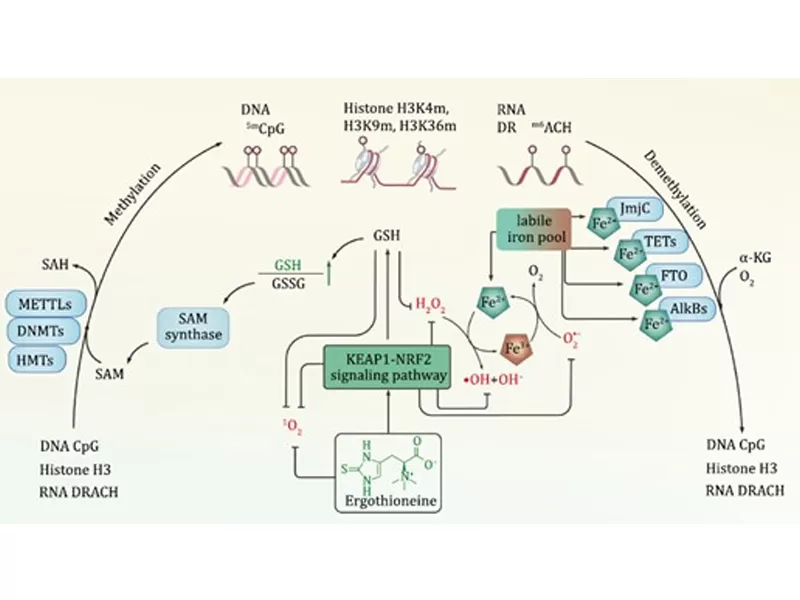 La nueva era del antienvejecimiento: decodificación del adversario del tiempo (III. Ergotionina)